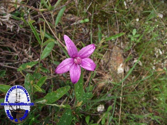 Elythranthera emarginata - Pink Enamel Orchid - 07.JPG